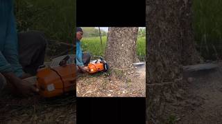 Stihl Ms 881 heavyduty chainsaw 😱😱 shortsfeed trending shorts [upl. by Yralih]