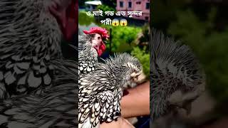 সৌখিনমুরগি viralvideo shorts [upl. by Aninahs]