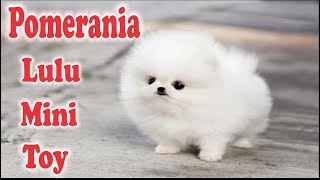 El Perro POMERANIA Cuidados Características y recomendaciones de la raza 🐾 [upl. by Auhsaj]