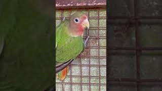 LOVE BIRDS CHIRPING sounds  Pet Love Birds Kissing  love birds  bird talking [upl. by Damon193]