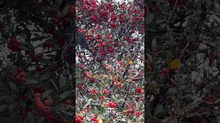 Pride of Texas  Yaupon Holly Plant  Red Berries [upl. by Volnak]