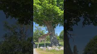 Giraffe up close at Knuthenborg Safari Park [upl. by Cacia]