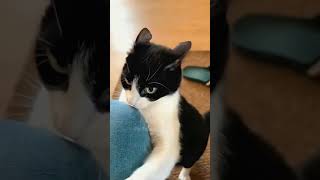 funny mycatchannel shortvideo cat catchannel yourcat pets catschannel yourpet funnycats [upl. by Llorrad]