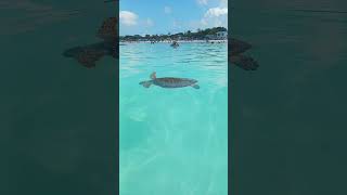 Carnival Vista Half Moon Cay Bahamas Turtle Snorkeling [upl. by Barbabas471]