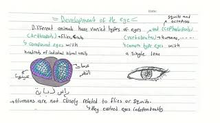 bio 23 principles of macroevolution [upl. by Eemla580]