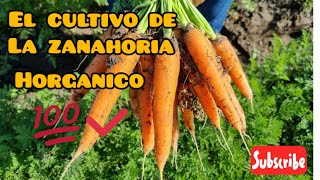 tips para tener las mejores zanahorias🥕 como se cultiva la zanahoria huerto 🙏🙏✅️ [upl. by Isla]