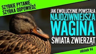 Jak ewolucyjnie powstała najdziwniejsza wagina świata  SPSO 44 [upl. by Douglass]