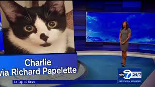 Eyewitness News Super Cat Saturday March 11 2023 featuring Brittany Bell [upl. by Madanhoj]