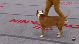 Roma 2016  Domenica  Supreme Best In Show [upl. by Broeder]