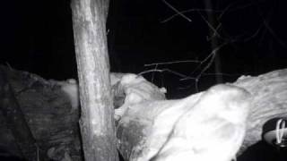 Owl Cam 2 Northern SawWhet Owl [upl. by Mcdermott322]