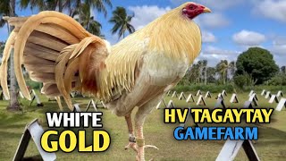 WHITEGOLD  VISIT BIG FARM amp QUALITY GAMEFOWL IN THE PHILIPPINES HV TAGAYTAY GAMEFARM [upl. by Idoj836]