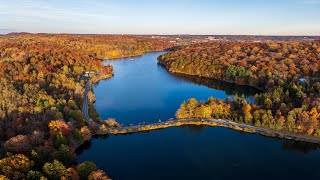 Tarrytown NY upclose  colorful autumn leaves October 29 2024 [upl. by Lerred]