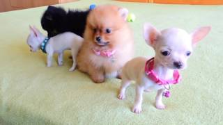 Pomeranian and Chihuahua Puppies for Sale [upl. by Leehar]