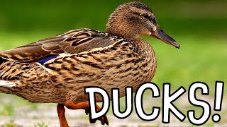 Ducks Duck Facts for Kids and Toddlers [upl. by Ellemrac]