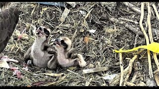 Chesapeake Conservatory Osprey Chicks Have a Good Feeding 2018 05 26 [upl. by Orferd]