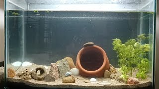 DIY shrimp tank setup 🦐 for my ghost shrimps with Beach Sand 🏖  By Vishal [upl. by Otilegna206]