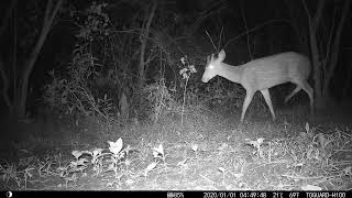 Spotted Deer Axis axis in Sri Lanka Central Highlands [upl. by Devlen]