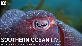 The unique breeding rituals of cuttlefish  Southern Ocean Live [upl. by Zsa]