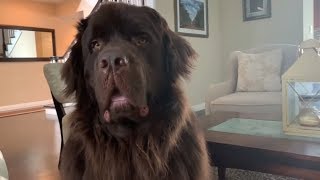 Newfoundland randomly bursts into epic howl [upl. by Seditsira]