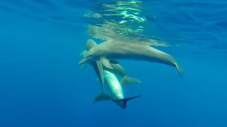 Accouplement de dauphins version complète [upl. by Dola714]