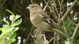 Female Chaffinch on Display [upl. by Anisor724]