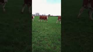 🔴 SIMMENTAL CATTLE ✅ Biggest Bulls And Cow [upl. by Allets240]