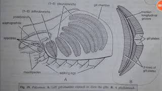 Respiratory System of PrawnPalaemon malcolmsonii  YashPartner [upl. by Suzanna832]