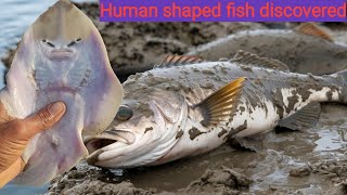 Human Shaped Fish Discovered  Fish with HumanLike Features [upl. by Zeke]