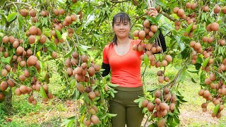 Harvesting Sapodilla Fruit Goes To Market Sell  Grow spinach  Phuong Free Bushcraft [upl. by Roer46]