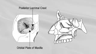 LACRIMAL BONE [upl. by Aurthur422]