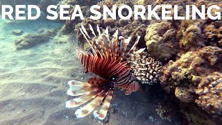 HouseReef SNORKELING Albatros Palace Resort Hurghada 🇪🇬 Риф Альбатрос Палас  Hausriff [upl. by Dilan]