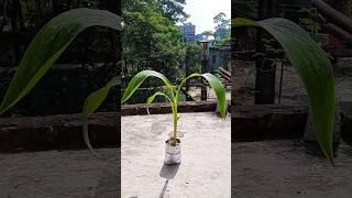 How to propagate Canna Lily plant🌱🌱 Gardening tips☘️ Youtube shorts 🌿Israts Garden 🌿🌿 [upl. by Htebharas]