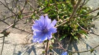 Dichelostemma pulchellum  royalty free stock video footage [upl. by Verras964]