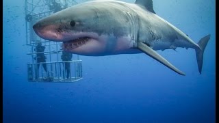 Guadalupe Great White Sharks HD video [upl. by Foah5]