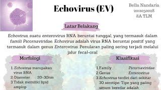 ADA VIRUS YANG MENYERANG BAYI BARU LAHIR 😱⁉️ YUK SIMAK PENJELASAN NYA ☝🏻✨ [upl. by Eserehc]