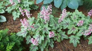 HEUCHERELLA PINK FIZZ Foamy Bells  wwwgardencrossingscom [upl. by Barb757]