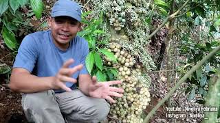 Petik Buah Langka dari Hutan Sumatera [upl. by Anilam]