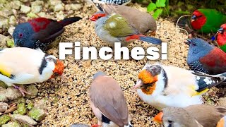 Bird Sounds Finches Bird Aviary Finches Chirping Gouldian Finch Zebra Finch bird birds zoo [upl. by Honeyman]