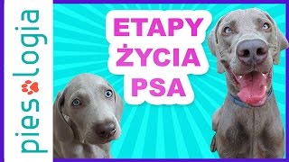 Etapy życia psa [upl. by Annerol]