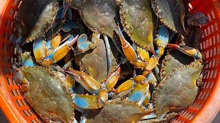 SO MANY Crabs  Life on a Commercial Crab Boat  Louisiana Blue Crab Catch and Cook [upl. by Lenneuq]