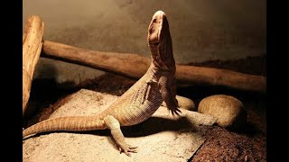 Savannah Monitor Live Feeding [upl. by Palila]