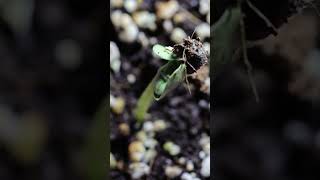 Cotton Seed Germination Awesome Looks viral shortfeed timelapse [upl. by Waddell367]