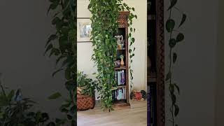 Lots Of Pothos Cuttings From My 16 Golden Pothos Plant [upl. by Chainey]