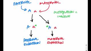 PraderWilli vs Angelman Syndrome [upl. by Hairym323]