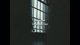 THE HUNNA  SYCAMORE TREE  LYRICS [upl. by Hen]