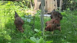 Satsumadori Hen and Pullet  Mother and Daughter [upl. by Somerset]