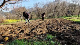 Madaling pag tatanim ng patatas sa paso o grow bag at sa field Growing potatoes easily [upl. by Jasper]