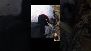 Black woodpecker Желна birds shots wildbirdlife shots shortvideos [upl. by Storm]