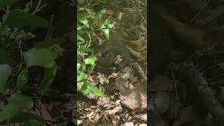 Cottonmouth Snake Warns Us We’re Too Close cottonmouth venomoussnake pitviper [upl. by Lejeune415]