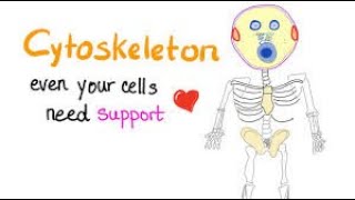 Cytoskeleton and its types Structure and Function Lecture2Part10biology Biological World🐛🍀 [upl. by Bartle]